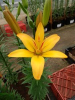 [5127 Gold Twin DJ No01.JPG]